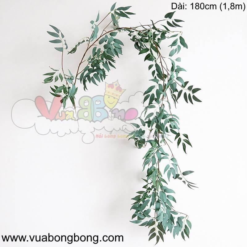 Lá cây dây leo bạch đàn giả